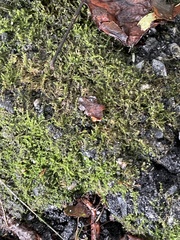 Amblystegium serpens