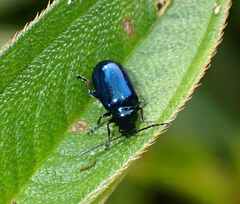 Chrysomelidae