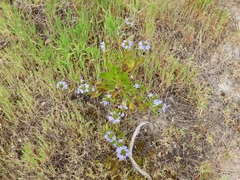 Scaevola nitida