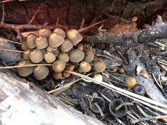 Psathyrella