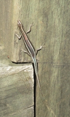 Cryptoblepharus pulcher