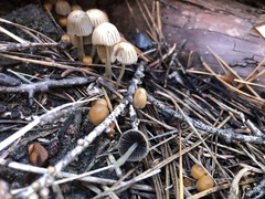 Psathyrella