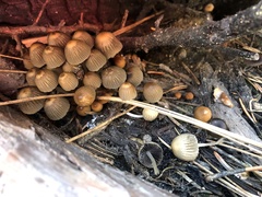 Psathyrella