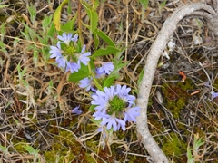 Scaevola nitida