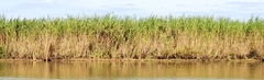 Arundo donax