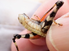 Melanoplus ponderosus