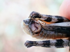Melanoplus ponderosus