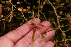 Elaeocarpus hookerianus
