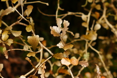 Elaeocarpus hookerianus