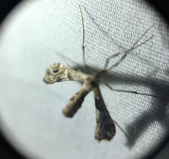 Lineodes