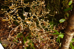 Elaeocarpus hookerianus