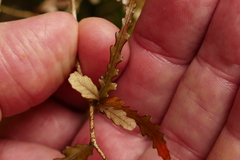 Elaeocarpus hookerianus