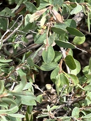 Symphoricarpos rotundifolius