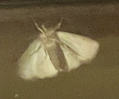 Phalaenostola metonalis