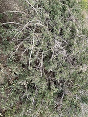 Symphoricarpos rotundifolius