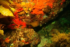 Pempheris klunzingeri