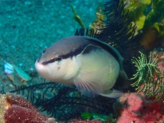 Pseudochromis perspicillatus
