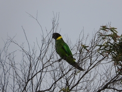 Barnardius zonarius