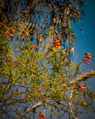 Eccremocarpus scaber