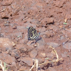 Catagramma pygas thamyras