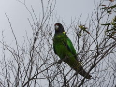 Barnardius zonarius