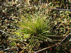 Isolepis cernua