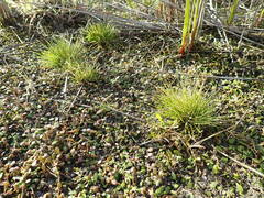 Isolepis cernua