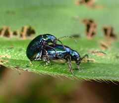 Chrysomelidae