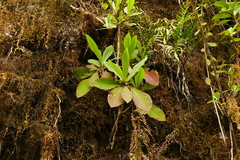 Brachyglottis hectorii