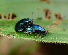 Chrysomelidae