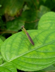 Odontomantis planiceps