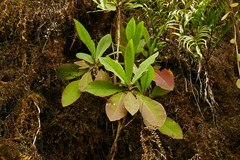 Brachyglottis hectorii