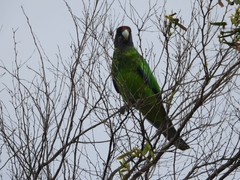 Barnardius zonarius
