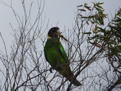 Barnardius zonarius