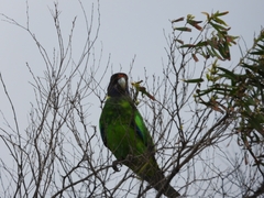 Barnardius zonarius