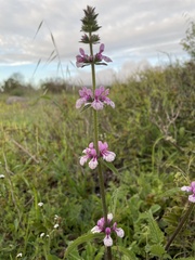 Stachys grandidentata