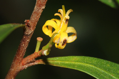 Persoonia
