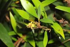 Persoonia