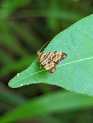 Choreutis