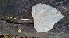 Menispermum canadense