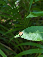 Choreutis