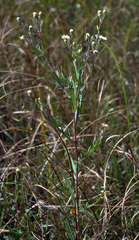 Symphyotrichum boreale