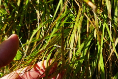 Poa anceps anceps