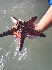 Protoreaster nodosus