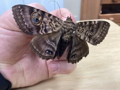 Speiredonia spectans