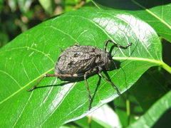 Acripeza reticulata