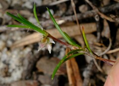 Laxmannia orientalis