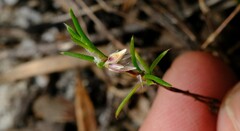 Laxmannia orientalis