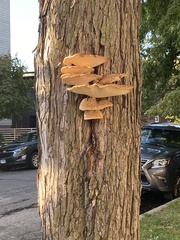 Cerioporus squamosus