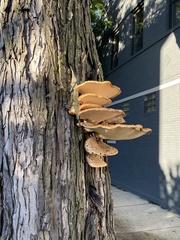 Cerioporus squamosus